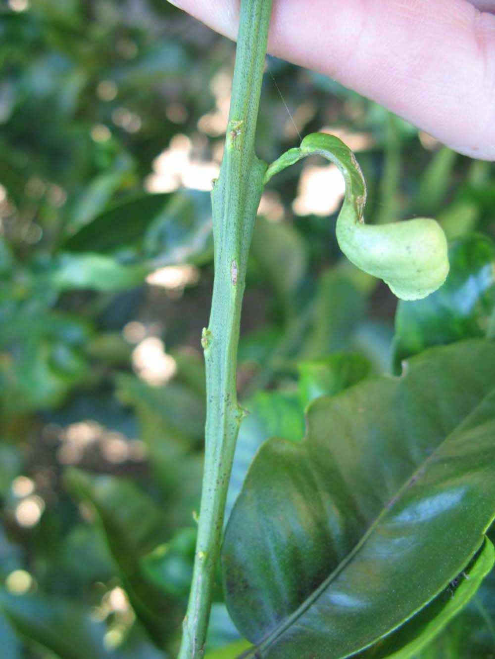            First year twig (Winter Haven, FL)   